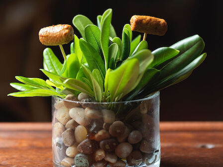 A small plant with green leaves and mushroom decorations in a glass container filled with pebbles is on a wooden surface.